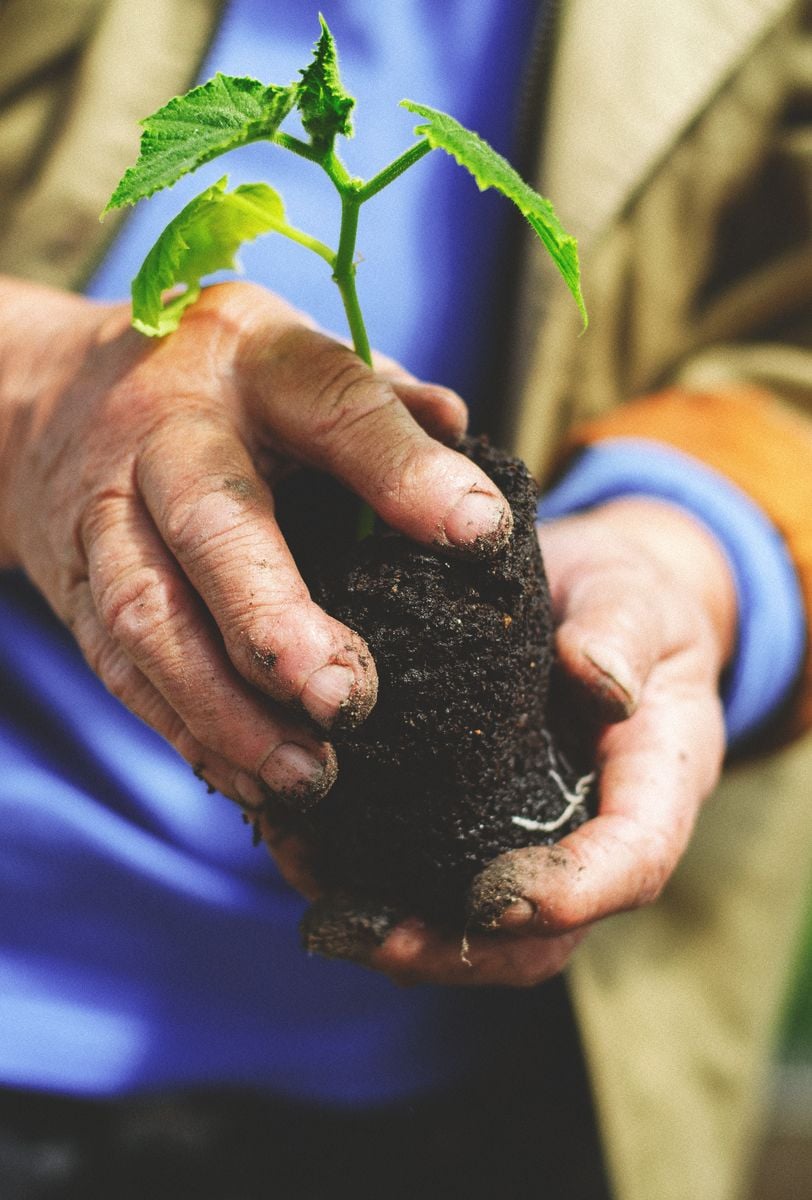 Hands holding a young seedling ready for planting